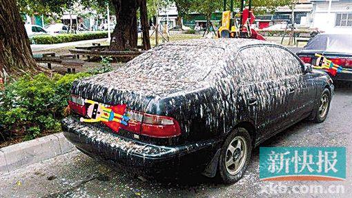 露天停车落鸟屎?千万别硬铲!