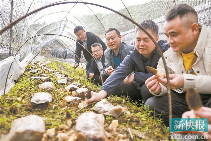 广州市花都区驻清远市连山福堂镇帮镇扶村工作队贯通产加销助推羊肚菌