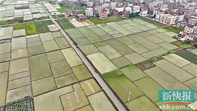 茂名市茂南区加强高标准农田建设