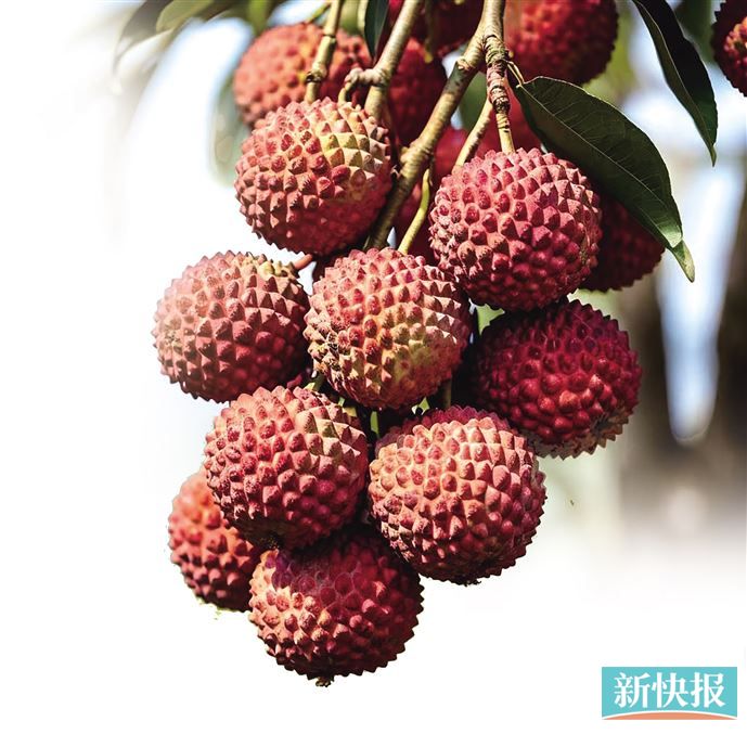 一颗小荔枝 做成“大产业”-新快网-新快报官方网站